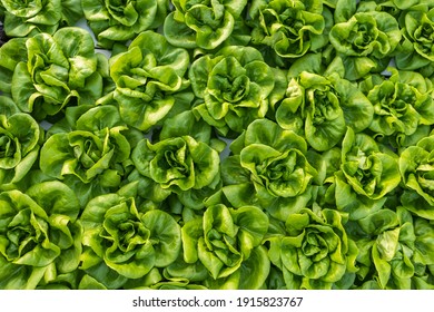Top view of butterhead lettuce growing in beds using hydroponics inside greenhouse nursery