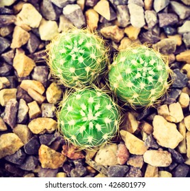 Top view of cactus background