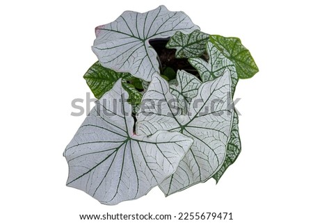 Top view of Caladium bicolor growing in pot isolated on white background included clipping path. There are some leaves are white or some leaves are white spots spread over the green leaves.