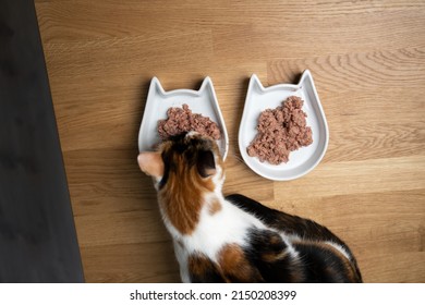 Top View Of Calico Cat Eating Wet Cat Food