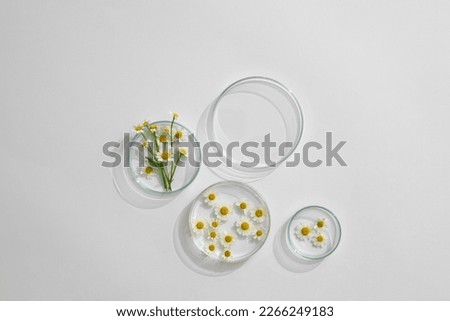 Top view of camomile (matricaria chamomilla) decorated in petri dish and transparent podium with blank space in laboratory background for design advertising, flat lay