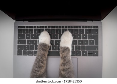 Top view of cat working on computer. Funny photo of cat paws typing, texting or pressing buttons on a laptop keyboard