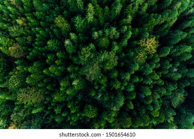 Top view of centuries old Carpathian forest trees, beautiful texture.