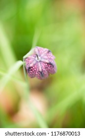 Top View Of Chequered Lily With Blurred Green Background.