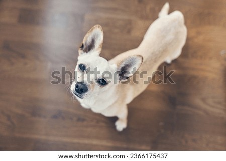Top view of a chihuahua. A quick-witted medium-sized dog waiting for food or watching something. With a space to copy. High quality photo