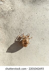 Top View Of Cicada Shell