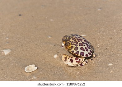 Top View, Close Distance Of The Effects Of Red Tide, Dead Spotted Crab And The Quality Of Sea Water On A Tropical Beach On The Gulf Of Mexico On A Sunny Autumn Day