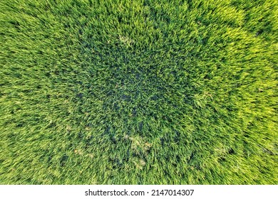 Top View Close Up Of Green Rice Paddy Field, Farming Cultivation In Agricultural Land At Countryside. Export Products Of Southeast Asia