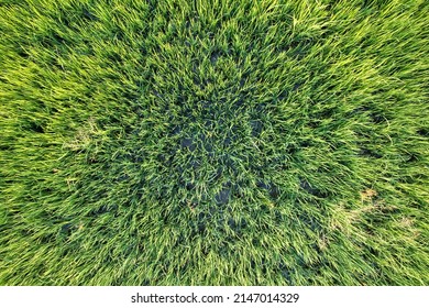 Top View Close Up Of Green Rice Paddy Field, Farming Cultivation In Agricultural Land At Countryside. Export Products Of Southeast Asia