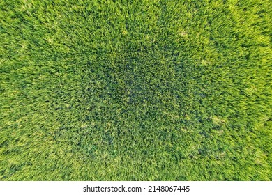 Top View Close Up Of Green Rice Paddy Field, Farming Cultivation In Agricultural Land At Countryside. Export Products Of Southeast Asia