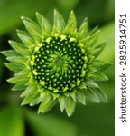 Top view close up macro of green Echinacea purpurea flower bud in early stage of blooming. Detailed spiral pattern, phyllotaxis, Fibonacci sequence in nature. Botanical background, coneflower bud texture