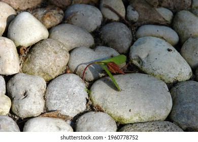 Top View Close Up Of A Maple Tree Seedling Growing In A Circle Made Of Stones And Pebbles On The Ground. Circle Of Life. Source Of Energy. Power Circle. Poland, Europe