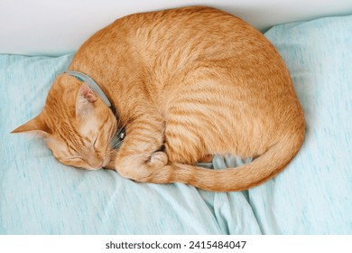 Top view, Close up of orange tabby cat sleeping on light blue bed and white background. Nap time of pet. behavior animal portrait. - Powered by Shutterstock