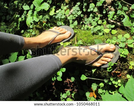 Top view close up of tanned women feet in flip flops walking across a wooden log covered with green moss in a lush sunny forest
