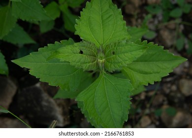 Top View Close Up Tiny Green Plants Of Lousiana Clearweed (pilea Pumila). Young Plant