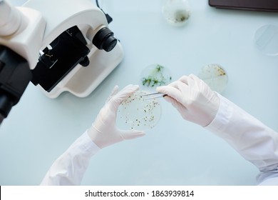 Top view close up of unrecognizable scientist holding petri dish while examining plant samples during research in laboratory, copy space - Powered by Shutterstock