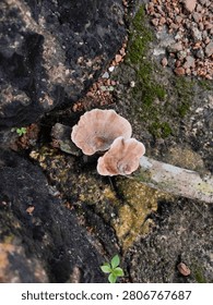 Top view close up of wild bracket mushroom growing on a dead tree branch among mossy rocks.