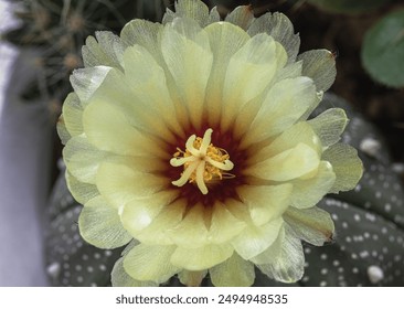 Top view close up of Yellow flower of Astrophytum asterias (Kabuto cactus) in cactus garden. Cactus flower, Succulent Plant, Space for text, Selective focus. - Powered by Shutterstock