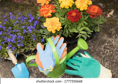 Top View Close-up: Beautiful Flower Plants In Compact Containers From Garden Center And Tools Are In Garden. Concept: Gardening.