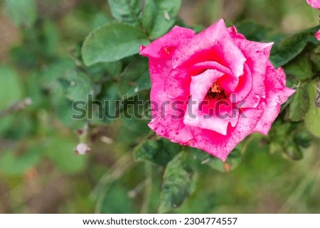 Top view close-up of beautiful pink hybrid rose with green leaves in garden. freshness and floriculture concept.