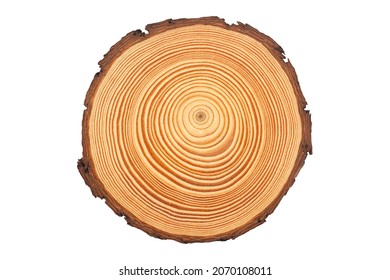 Top View Closeup Of Brown Slice Of Freshly Cut Wood With Dense Concentric Growth Rings And Bark On Edges Isolated On White Background