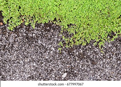 Top View Close-up Green Grass With Circle Leaves On Pathway Or Side Walk.