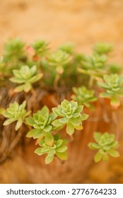 Top view close-up of multiple small succulent rosettes with green and red-tipped leaves clustered on a terracotta surface, photographed in summer.