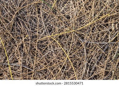 Top view close-up texture of dried pine needles covering the ground under natural sunlight.