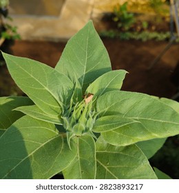 Top view close-up of a tiny green sunflower bud surrounded by lush foliage in a garden