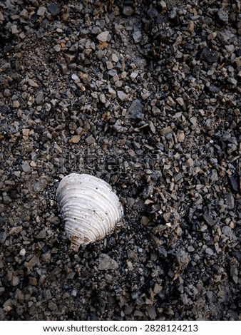 Top view close-up of a white seashell on a dark gravel and stone background.