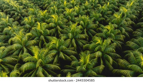 Top view of coconut trees field - Powered by Shutterstock