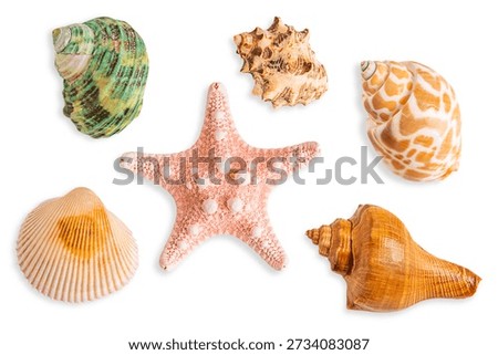Top view of collection or set of various organic spiral brown and green seashells and pink starfish isolated on white background found at sea or ocean beach during summer vacations used as souvenir