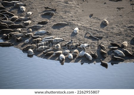 Top view of a colony of California sea lions  sunbathing on the beach shot with long lense medium (300MM)