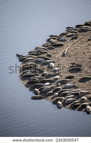 Top view of a colony of California sea lions  sunbathing on the beach shot with long lense (300MM) Vertical