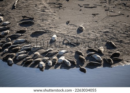 Top view of a colony of California sea lions  sunbathing on the beach shot with long lense close-up (300MM)