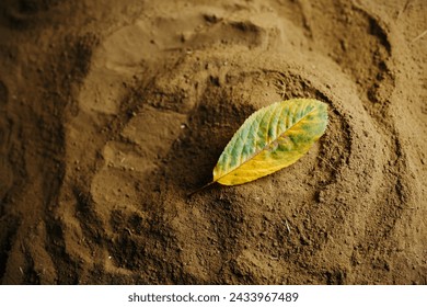 top view of a colored leaf is on the ground, the ideal texture,