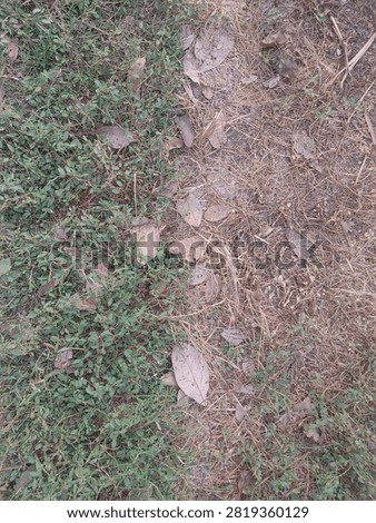 Top view of contrast between green groundcover weeds and dry brown straw with fallen leaves on the ground.