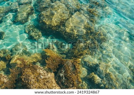 Top view of coral and algae over the sand in the see. Clear and transparent beach. Clear sea water surface with algae.