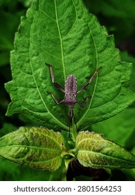 Top view of a coreid bug perched on a green leaf