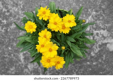 Top view of Coreopsis grandiflora flower plant growing in the pot