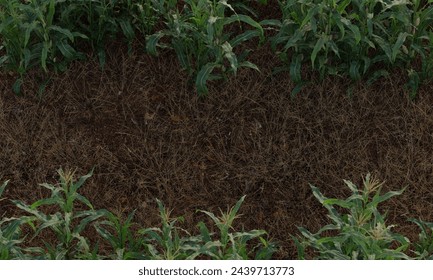 top view of corn field
