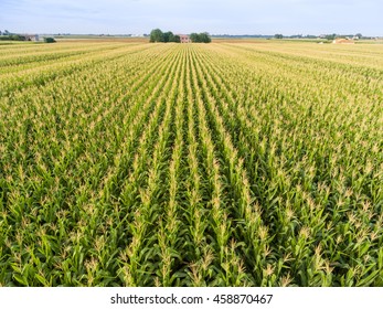 Top view of corn field