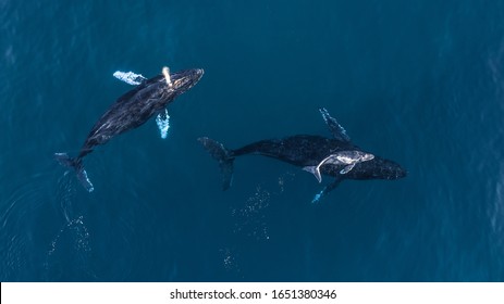 Top View Couple Of Humpback Whales With Newborn Calf In Los Cabos Baja California Sur