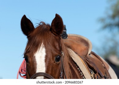 Top View Of A Cowboy Horse With A Saddle