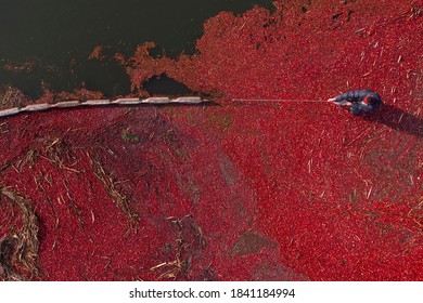 Top View Of The Cranberry Farmer's Harvest