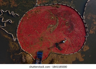 Top View Of The Cranberry Farmer's Harvest