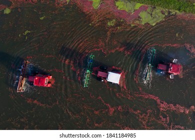 Top View Of The Cranberry Harvesting On The Farm By Tractors