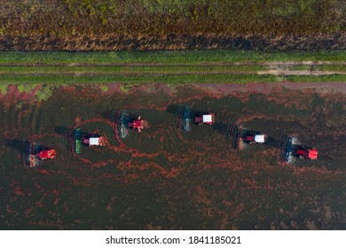 Top View Of The Cranberry Harvesting On The Farm By Tractors