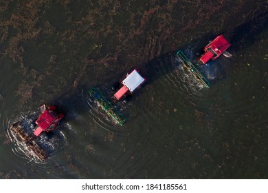 Top View Of The Cranberry Harvesting On The Farm By Tractors