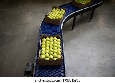 Top View Of Crates Full With Green Organic Apples Being Transported On Conveyer Belt In Food Processing Factory.